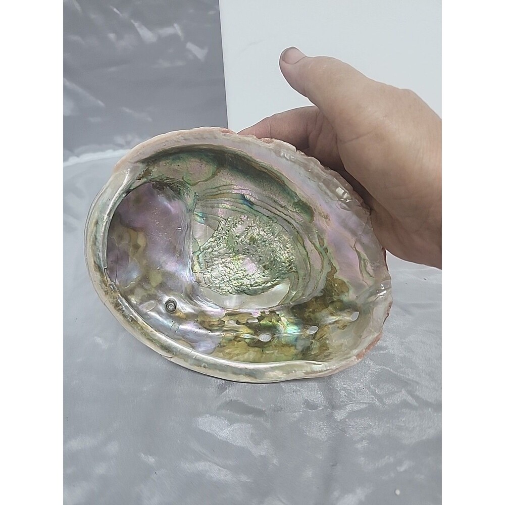 Large 7.5 x 6" Red Abalone Haliotis Rufescens Shell,  medium/large - Picture 6 of 8